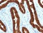 Cytokeratin 19(KRT19/800), CF405S conjugate, 0.1mg/mL