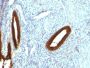 Cytokeratin 19(KRT19/800), CF405S conjugate, 0.1mg/mL