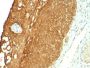 Cytokeratin 19(KRT19/800), CF405S conjugate, 0.1mg/mL
