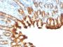 Cytokeratin 19(KRT19/800), CF405S conjugate, 0.1mg/mL