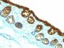 Cytokeratin 19(KRT19/800), CF405S conjugate, 0.1mg/mL