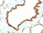 Cytokeratin 19(KRT19/800), CF405S conjugate, 0.1mg/mL