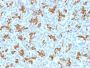 Cytokeratin 19(KRT19/800), CF405S conjugate, 0.1mg/mL
