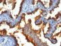 Mucin 1 / EMA / Episialin / CD227(139H2), CF405S conjugate, 0.1mg/mL