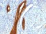 Mucin 1 / EMA / Episialin / CD227(139H2), CF405S conjugate, 0.1mg/mL