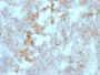 CD147(BSG/963), CF405S conjugate, 0.1mg/mL