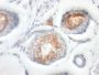 CD147(BSG/963), CF405S conjugate, 0.1mg/mL