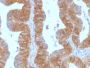 Ep-CAM / CD326 (Extracellular Domain) (Epithelial Marker) (EGP40/1384), CF405S conjugate, 0.1mg/mL