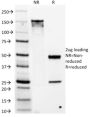 DOG-1 / TMEM16A (Gastrointestinal Stromal Tumor Marker) (DG1/1486), CF405S conjugate, 0.1mg/mL