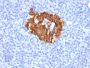 Insulin / IRDN (beta-Cell & Insulinoma Marker)(K36aC10), CF405S conjugate, 0.1mg/mL