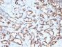 CD34 (Hematopoietic Stem Cell & Endothelial Marker)(N/A), CF405S conjugate, 0.1mg/mL