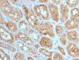 MTAP (Tumor Suppressor Marker) (MTAP/1813), CF405S conjugate, 0.1mg/mL