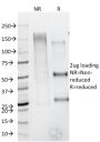 CD79b (B-Cell Marker) (IGB/1844), CF405S conjugate, 0.1mg/mL