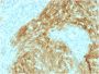 CD21 (Mature B-Cell & Follicular Dendritic Cell Marker) (CR2/1952), CF405S conjugate, 0.1mg/mL