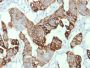 Cytokeratin 20 (KRT20) (Colorectal Epithelial Marker)(KRT20/1993), CF405S conjugate, 0.1mg/mL