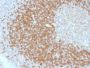 TCL1 (T-Cell Marker) (TCL1/2078), CF405S conjugate, 0.1mg/mL