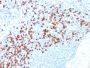 MMP9 (rMMP9/1769), CF405S conjugate, 0.1mg/mL