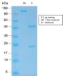 MMP9 (rMMP9/1769), CF405S conjugate, 0.1mg/mL