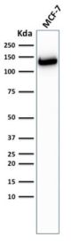 E-Cadherin (CDH1) / CD324 (Intercellular Junction Marker) (CDH1/2208R), CF405S conjugate, 0.1mg/mL