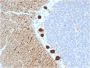Carbonic Anhydrase VIII(CPTC-CA8-2), CF405S conjugate, 0.1mg/mL