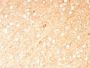 GAD1 / GAD67 (GABAergic Neuronal Marker) (GAD1/2391), CF405S conjugate, 0.1mg/mL