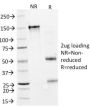 GAD1 / GAD67 (GABAergic Neuronal Marker) (GAD1/2391), CF405S conjugate, 0.1mg/mL