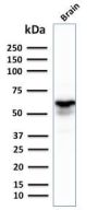GAD1 / GAD67 (GABAergic Neuronal Marker) (GAD1/2391), CF405S conjugate, 0.1mg/mL