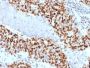 Cyclin E (G1/S-Phase Cyclin) (CCNE1/2460), CF405S conjugate, 0.1mg/mL