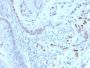 Cyclin E (G1/S-Phase Cyclin) (CCNE1/2460), CF405S conjugate, 0.1mg/mL