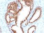NKX3.1 (Metastatic Prostate Adenocarcinoma Marker)(NKX3.1/2576), CF405S conjugate, 0.1mg/mL