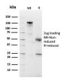 CD10 (Membrane Metalloendopeptidase)(MME/2590), CF405S conjugate, 0.1mg/mL