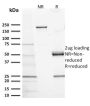 CD117 / c-Kit (Marker for Gastrointestinal Stromal Tumors)(KIT/2673), CF405S conjugate, 0.1mg/mL