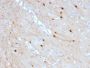 Calretinin / Calbindin 2 (Mesothelioma Marker)(CALB2/2685), CF405S conjugate, 0.1mg/mL