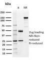 PD-L1 / PDCD1LG1 / CD274 / B7-H1 (Cancer Immunotherapy Target) (PDL1/2746), CF405S conjugate, 0.1mg/mL