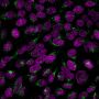 Golgi Complex (Marker for Human Cells) (GLG1/2829R), CF405S conjugate, 0.1mg/mL