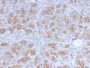 Golgi Complex (Marker for Human Cells) (GLG1/2829R), CF405S conjugate, 0.1mg/mL