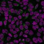 Golgi Complex (Marker for Human Cells) (GLG1/2829R), CF405S conjugate, 0.1mg/mL
