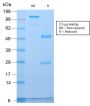 Golgi Complex (Marker for Human Cells) (GLG1/2829R), CF405S conjugate, 0.1mg/mL