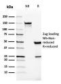 VISTA / GI24 (Negative Regulator of Immune Response)(VISTA/2865), CF405S conjugate, 0.1mg/mL