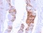 Cytokeratin 20 (KRT20) (Colorectal Epithelial Marker)(KRT20/3129R), CF405S conjugate, 0.1mg/mL