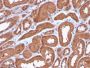 MTAP (Tumor Suppressor Marker)(MTAP/3137R), CF405S conjugate, 0.1mg/mL