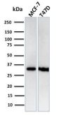 Replication Protein A2 (RPA2)(RPA2/3140R), CF405S conjugate, 0.1mg/mL
