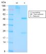 p53 Tumor Suppressor Protein(TP53/3156R), CF405S conjugate, 0.1mg/mL
