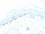 Tyrosinase-Related Protein-1 (TYRP-1) (Melanoma Marker)(TYRP1/3280), CF405S conjugate, 0.1mg/mL