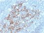 CD23 (Fc Epsilon RII)(FCER2/3592), CF405S conjugate, 0.1mg/mL