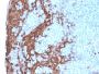 Granulocyte-Colony Stimulating Factor (G-CSF)(rCSF3/900), CF405S conjugate, 0.1mg/mL