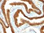 Ep-CAM / CD326(VU-1D9), CF405M conjugate, 0.1mg/mL