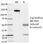Ep-CAM / CD326(VU-1D9), CF405M conjugate, 0.1mg/mL