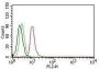 Cyclin D1(DCS-6), CF640R conjugate, 0.1mg/mL