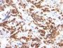 Milk Fat Globulin(MFG-06), CF640R conjugate, 0.1mg/mL